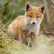 Red Fox cub in nature