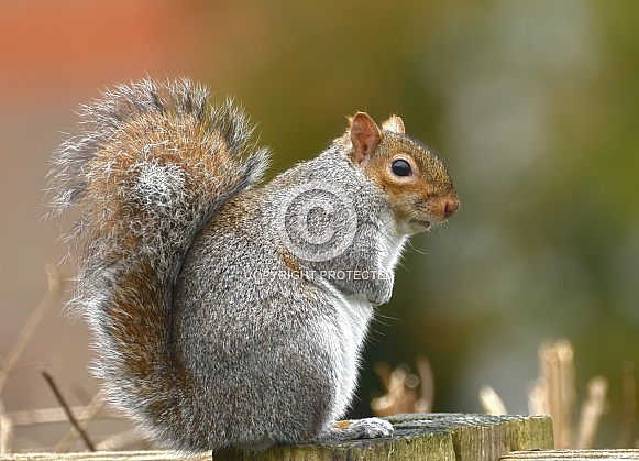 Gray Squirrel