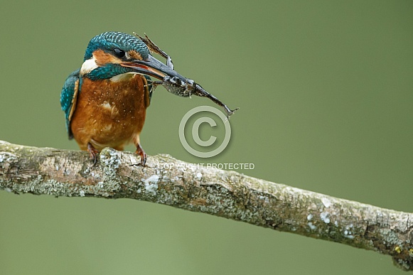 Kingfisher Kingfisher