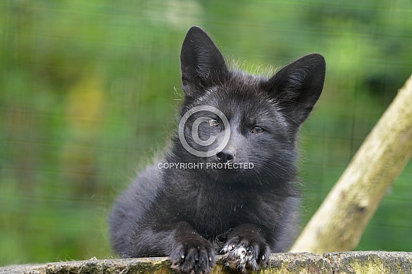Silver Fox