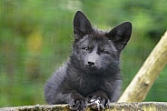 Silver Fox