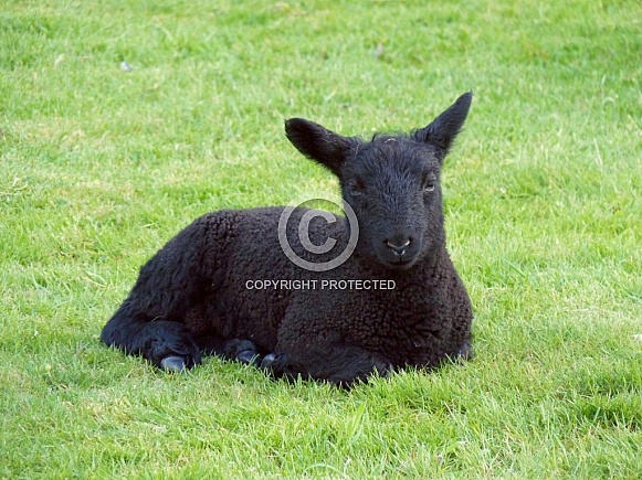 Black Lamb