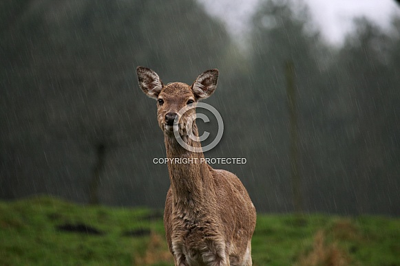 Female Red 'Rain' Deer Female Red 'Rain' Deer