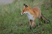 Red Fox in the wild