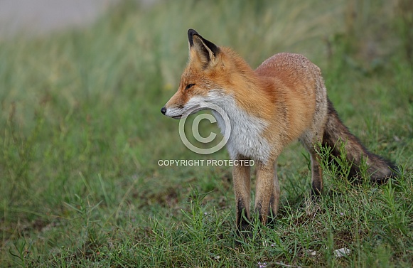 Red Fox in the wild