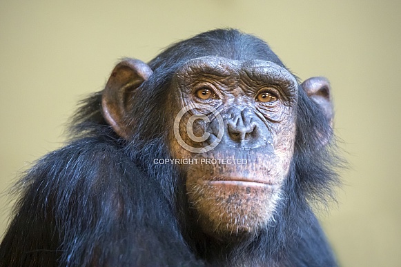 Chimpanzee (Pan troglodytes) Chimpanzee (Pan troglodytes)