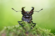Stag Bettle