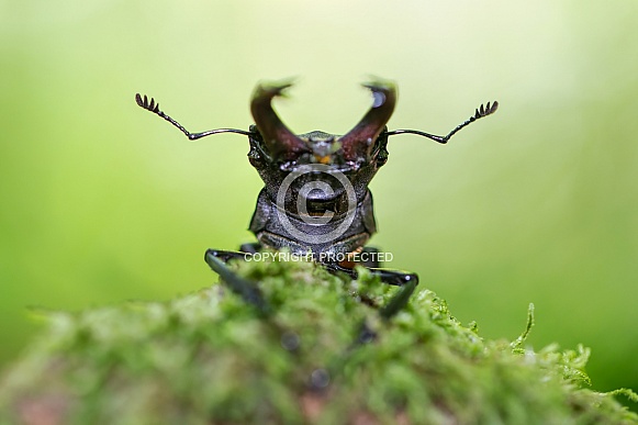 Stag Bettle
