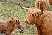 Highland cow and calf