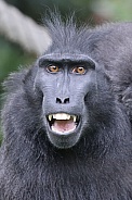 Crested Macaque (Macaca nigra)