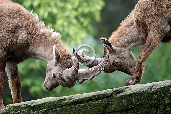 The Alpine ibex (Capra ibex)
