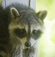 Raccoons