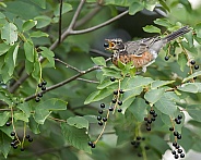 Juvenile American Robin