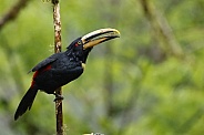 A Collared Aracari in Ecuador