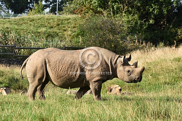 Black Rhino Calf