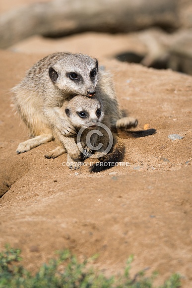 Meerkat