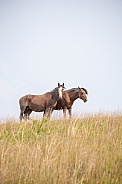 Wild Horse (Equus caballus)