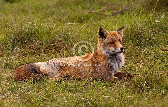 Red Fox Red Fox