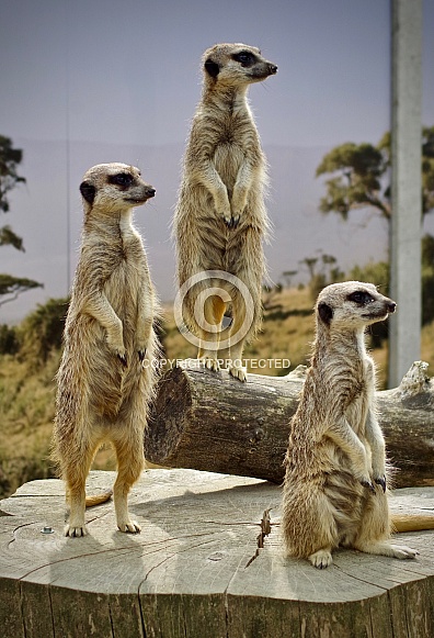 MEERKATS