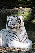 White Tiger
