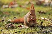 Red squirrel