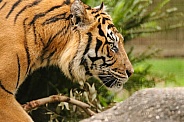 Sumatran Tiger