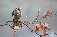 Red-footed falcon (Falco vespertinus)