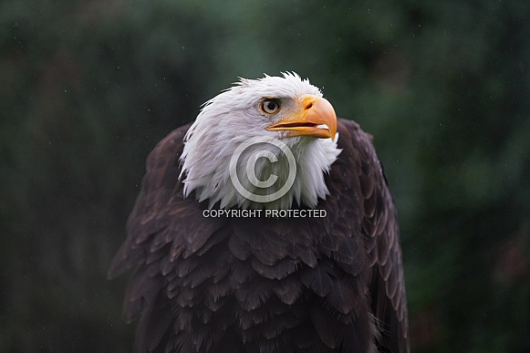 Bald Eagle Bald Eagle