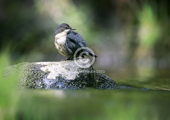Dipper Juvenile Dipper Juvenile