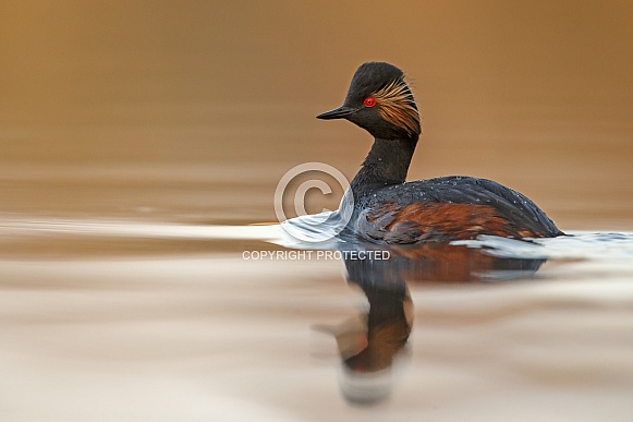 The black-necked grebe The black-necked grebe