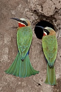 Whitefronted Bee-eaters - Botswana