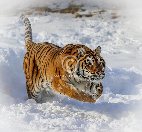 Siberian tiger