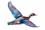 male wood duck drake - Aix sponsa -in flight