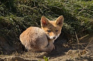 Red fox cub/cubs in nature