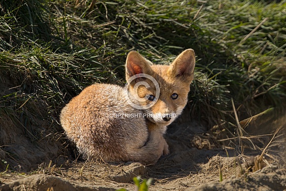 Red fox cub/cubs in nature