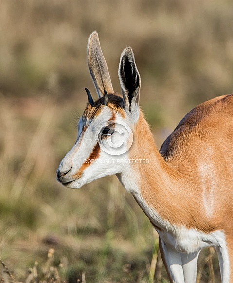 Springbok Springbok