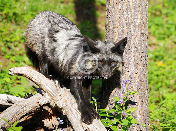 Silver fox Silver fox