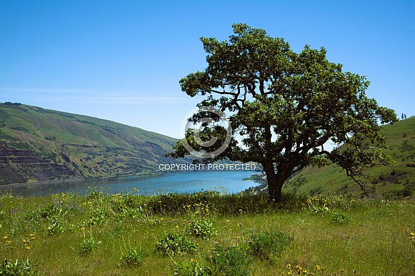 Tree growing next to a deep river valley