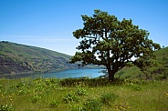 Tree growing next to a deep river valley