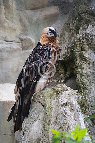 Bearded Vulture Bearded Vulture
