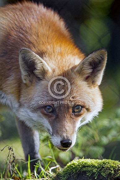Red Fox Vixen