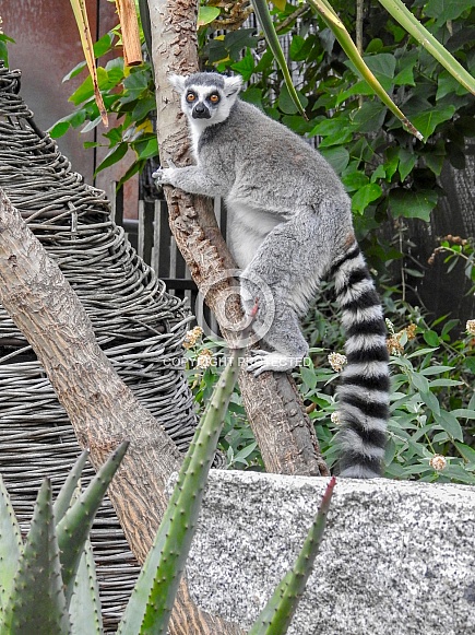 Ring-tailed Lemur