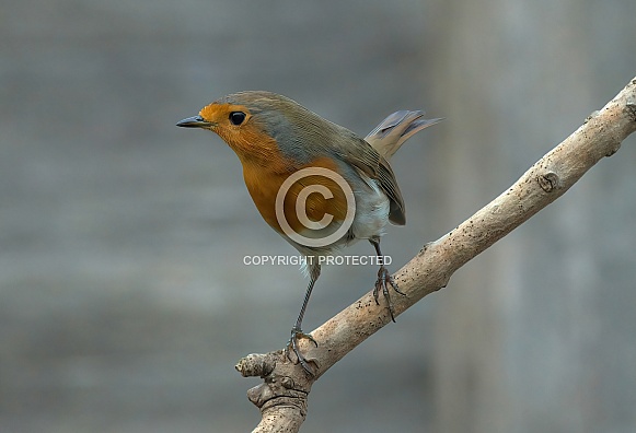 Eurasian Robin Eurasian Robin