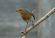 Eurasian Robin