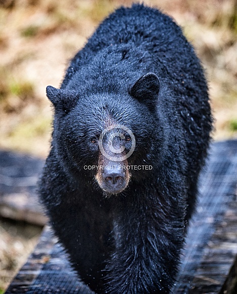 Black Bear (wild)
