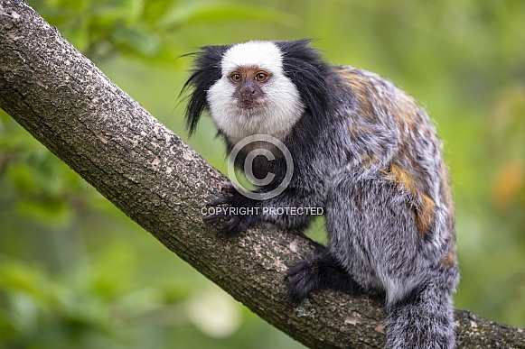 White-headed marmoset (Callithrix geoffroyi)