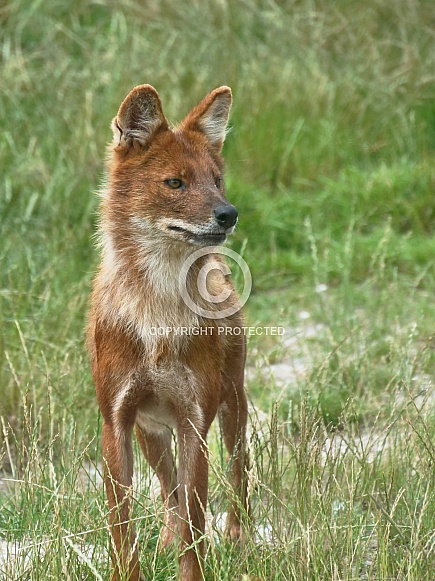Chinese Dhole Chinese Dhole