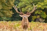 red deer