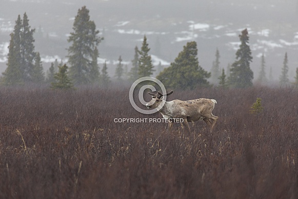 Caribou or Reindeer in Alaska Caribou or Reindeer in Alaska