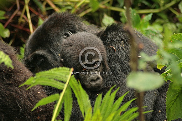 Baby Mountain Gorilla Baby Mountain Gorilla